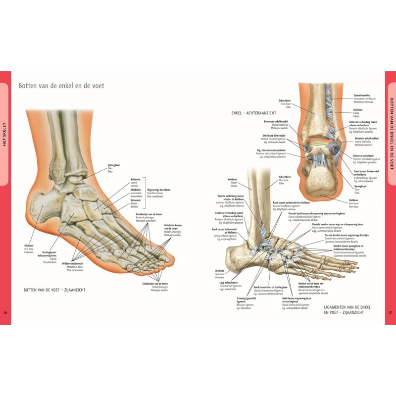 Anatomie Van Het Menselijk Lichaam